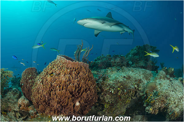 Tiger beach, Bahamas, Atlantic ocean, Reef, Xestospongia muta, Xestospongia, Petrosiidae, Giant Sponge, Sponge, Porifera, Carcharhinus perezii, Carcharhinus, Carcharhinidae, Elasmobranchii, Caribbean reef shark, Shark, Fish