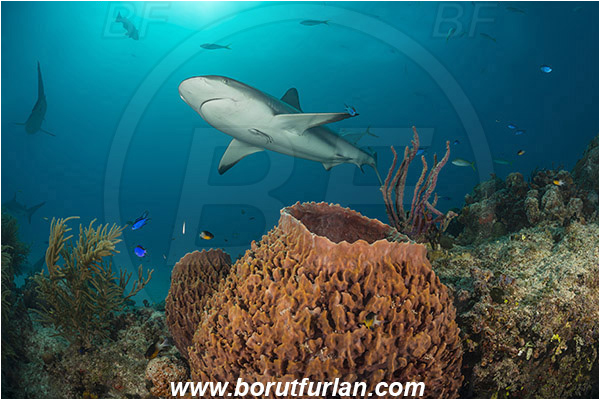 Tiger beach, Bahamas, Atlantic ocean, Reef, Xestospongia muta, Xestospongia, Petrosiidae, Giant Sponge, Sponge, Porifera, Carcharhinus perezii, Carcharhinus, Carcharhinidae, Elasmobranchii, Caribbean reef shark, Shark, Fish