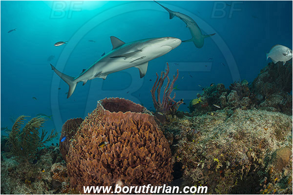 Tiger beach, Bahamas, Atlantic ocean, Reef, Xestospongia muta, Xestospongia, Petrosiidae, Giant Sponge, Sponge, Porifera, Carcharhinus perezii, Carcharhinus, Carcharhinidae, Elasmobranchii, Caribbean reef shark, Shark, Fish