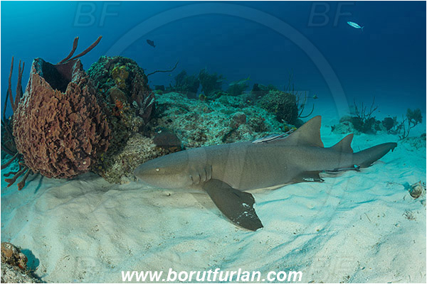 Tiger beach, Bahamas, Atlantic ocean, Reef, Xestospongia muta, Xestospongia, Petrosiidae, Giant Sponge, Sponge, Porifera, Ginglymostoma cirratum, Ginglymostoma, Ginglymostomatidae, Elasmobranchii, Nurse Shark, Shark, Fish