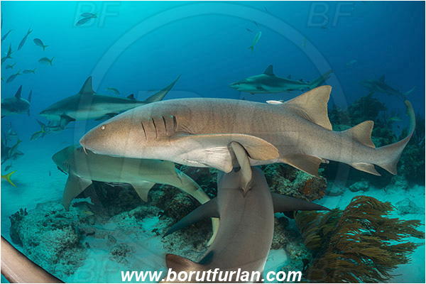 Tiger beach, Bahamas, Atlantic ocean, Ginglymostoma cirratum, Ginglymostoma, Ginglymostomatidae, Elasmobranchii, Nurse Shark, Shark, Fish, Reef