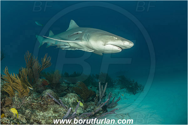 Tiger beach, Bahamas, Atlantic ocean, Negaprion brevirostris, Negaprion, Carcharhinidae, Elasmobranchii, Lemon shark, Shark, Fish, Echeneis naucrates, Echeneidae, Slender Suckerfish, Suckerfish, Reef