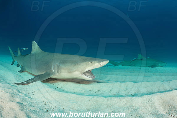 Tiger beach, Bahamas, Atlantic ocean, Negaprion brevirostris, Negaprion, Carcharhinidae, Elasmobranchii, Lemon shark, Shark, Fish, Echeneis naucrates, Echeneidae, Slender Suckerfish, Suckerfish, Sand