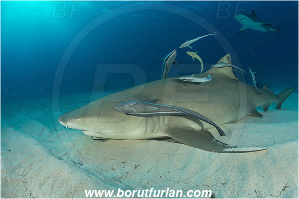 Tiger beach, Bahamas, Atlantic ocean, Negaprion brevirostris, Negaprion, Carcharhinidae, Elasmobranchii, Lemon shark, Shark, Fish, Echeneis naucrates, Echeneidae, Slender Suckerfish, Suckerfish, Carcharhinus perezii, Carcharhinus, Caribbean reef shark, Sand