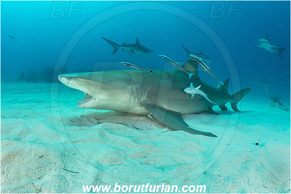 Tiger beach, Bahamas, Atlantic ocean, Negaprion brevirostris, Negaprion, Carcharhinidae, Elasmobranchii, Lemon shark, Shark, Fish, Echeneis naucrates, Echeneidae, Slender Suckerfish, Suckerfish, Portrait, Carcharhinus perezii, Carcharhinus, Caribbean reef shark
