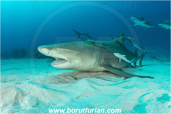 Tiger beach, Bahamas, Atlantic ocean, Negaprion brevirostris, Negaprion, Carcharhinidae, Elasmobranchii, Lemon shark, Shark, Fish, Echeneis naucrates, Echeneidae, Slender Suckerfish, Suckerfish, Portrait, Carcharhinus perezii, Carcharhinus, Caribbean reef shark