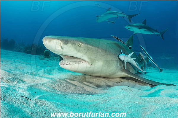 Tiger beach, Bahamas, Atlantic ocean, Negaprion brevirostris, Negaprion, Carcharhinidae, Elasmobranchii, Lemon shark, Shark, Fish, Echeneis naucrates, Echeneidae, Slender Suckerfish, Suckerfish, Portrait, Carcharhinus perezii, Carcharhinus, Caribbean reef shark