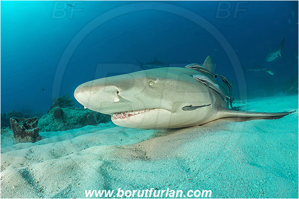 Tiger beach, Bahamas, Atlantic ocean, Negaprion brevirostris, Negaprion, Carcharhinidae, Elasmobranchii, Lemon shark, Shark, Fish, Echeneis naucrates, Echeneidae, Slender Suckerfish, Suckerfish