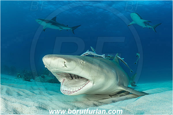 Tiger beach, Bahamas, Atlantic ocean, Negaprion brevirostris, Negaprion, Carcharhinidae, Elasmobranchii, Lemon shark, Shark, Fish, Echeneis naucrates, Echeneidae, Slender Suckerfish, Suckerfish, Portrait, Carcharhinus perezii, Carcharhinus, Caribbean reef shark, Cleaning