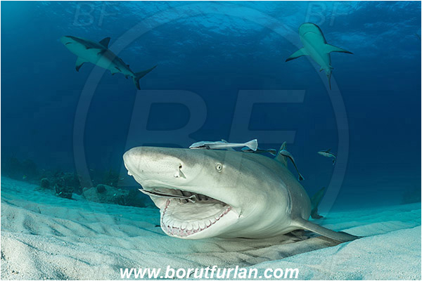 Tiger beach, Bahamas, Atlantic ocean, Negaprion brevirostris, Negaprion, Carcharhinidae, Elasmobranchii, Lemon shark, Shark, Fish, Echeneis naucrates, Echeneidae, Slender Suckerfish, Suckerfish, Portrait, Carcharhinus perezii, Carcharhinus, Caribbean reef shark, Cleaning