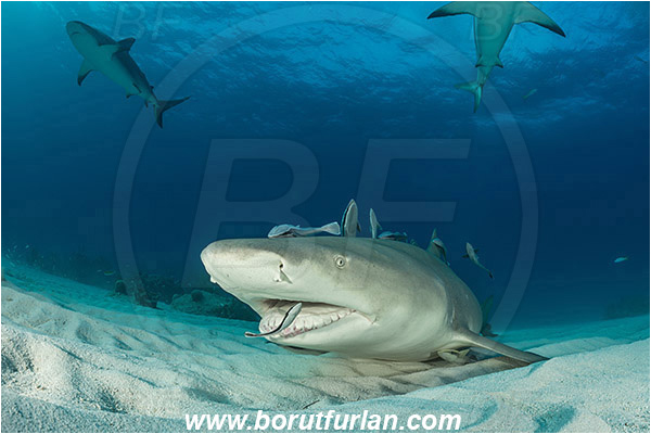 Tiger beach, Bahamas, Atlantic ocean, Negaprion brevirostris, Negaprion, Carcharhinidae, Elasmobranchii, Lemon shark, Shark, Fish, Echeneis naucrates, Echeneidae, Slender Suckerfish, Suckerfish, Portrait, Carcharhinus perezii, Carcharhinus, Caribbean reef shark, Cleaning