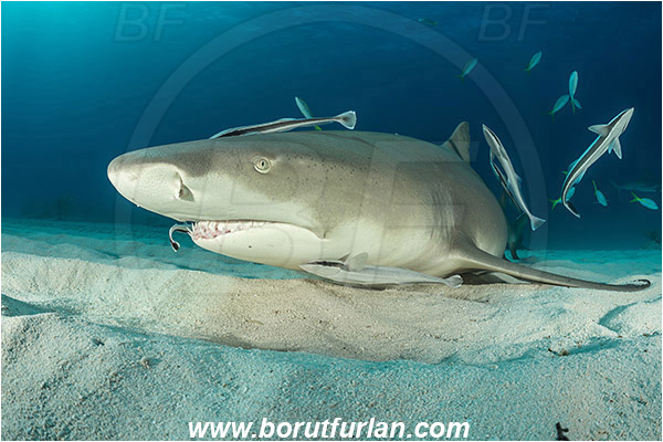 Tiger beach, Bahamas, Atlantic ocean, Negaprion brevirostris, Negaprion, Carcharhinidae, Elasmobranchii, Lemon shark, Shark, Fish, Echeneis naucrates, Echeneidae, Slender Suckerfish, Suckerfish, Portrait