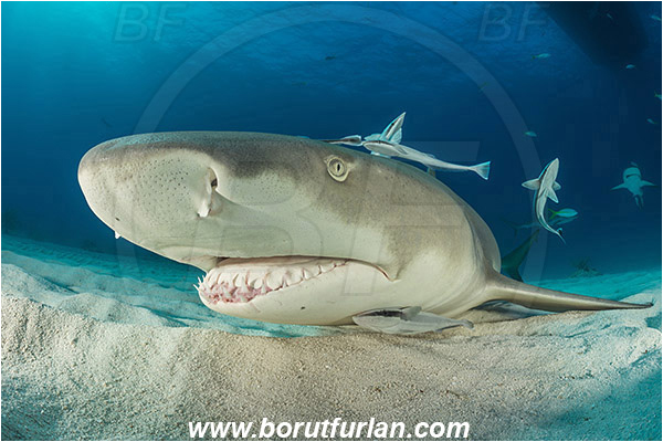 Tiger beach, Bahamas, Atlantic ocean, Negaprion brevirostris, Negaprion, Carcharhinidae, Elasmobranchii, Lemon shark, Shark, Fish, Echeneis naucrates, Echeneidae, Slender Suckerfish, Suckerfish, Portrait