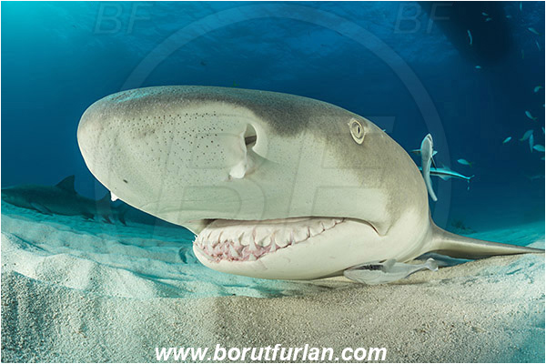 Tiger beach, Bahamas, Atlantic ocean, Negaprion brevirostris, Negaprion, Carcharhinidae, Elasmobranchii, Lemon shark, Shark, Fish, Portrait