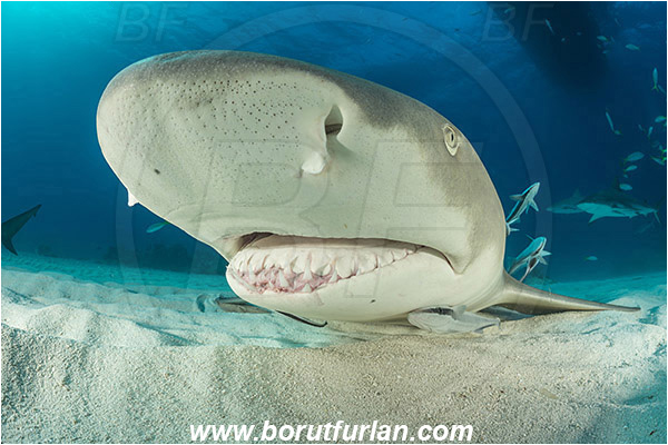 Tiger beach, Bahamas, Atlantic ocean, Negaprion brevirostris, Negaprion, Carcharhinidae, Elasmobranchii, Lemon shark, Shark, Fish, Portrait