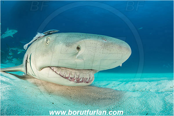 Tiger beach, Bahamas, Atlantic ocean, Negaprion brevirostris, Negaprion, Carcharhinidae, Elasmobranchii, Lemon shark, Shark, Fish, Echeneis naucrates, Echeneidae, Slender Suckerfish, Suckerfish, Portrait