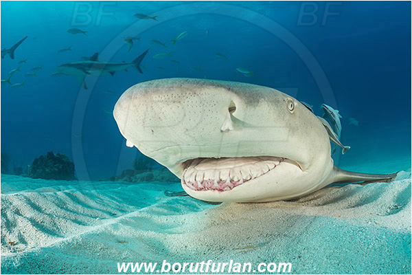 Tiger beach, Bahamas, Atlantic ocean, Negaprion brevirostris, Negaprion, Carcharhinidae, Elasmobranchii, Lemon shark, Shark, Fish, Echeneis naucrates, Echeneidae, Slender Suckerfish, Suckerfish, Portrait