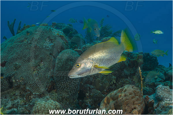Tiger beach, Bahamas, Atlantic ocean, Lutjanus apodus, Lutjanus, Lutjanidae, Schoolmaster snapper, Snapper, Fish, Reef