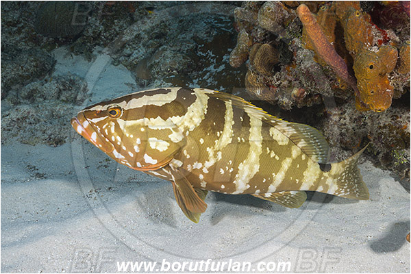 Tiger beach, Bahamas, Atlantic ocean, Epinephelus striatus, Epinephelus, Serranidae, Nassau grouper, Grouper, Fish, Reef