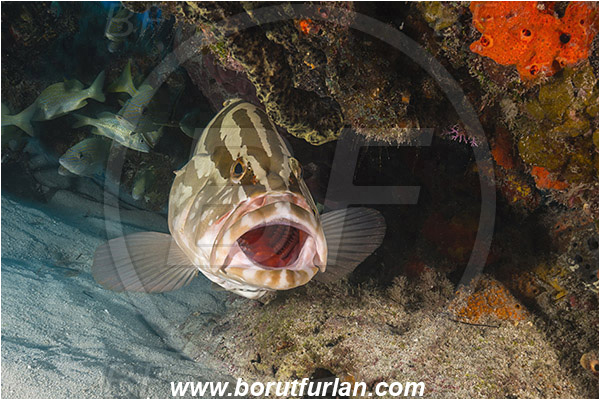 Tiger beach, Bahamas, Atlantic ocean, Epinephelus striatus, Epinephelus, Serranidae, Nassau grouper, Grouper, Fish, Reef, Cleaning