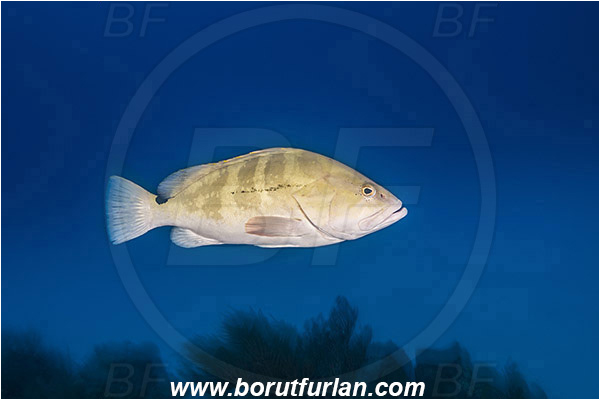 Tiger beach, Bahamas, Atlantic ocean, Epinephelus striatus, Epinephelus, Serranidae, Nassau grouper, Grouper, Fish, Reef