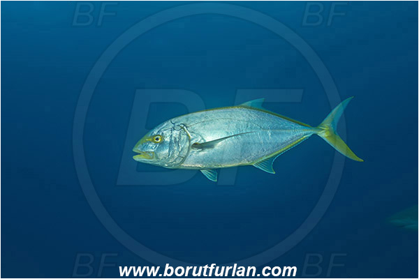 Tiger beach, Bahamas, Atlantic ocean, Carangoides bartholomaei, Carangoides, Carangidae, Yellow jack, Trevally, Jack, Fish