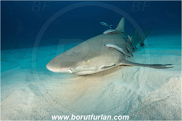 Tiger beach, Bahamas, Atlantic ocean, Negaprion brevirostris, Negaprion, Carcharhinidae, Elasmobranchii, Lemon shark, Shark, Fish, Echeneis naucrates, Echeneidae, Slender Suckerfish, Suckerfish, Sand