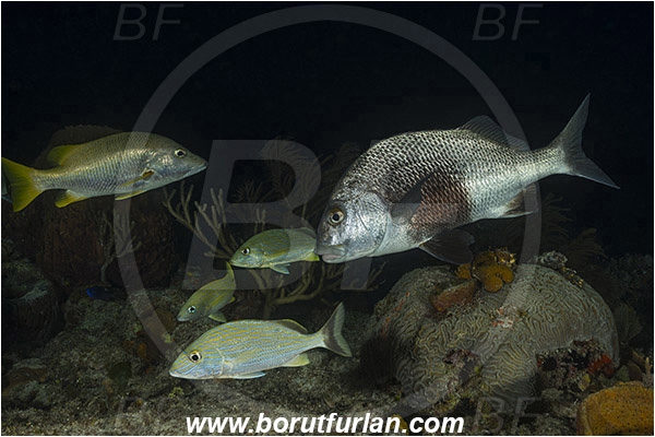 Tiger beach, Bahamas, Atlantic ocean, Lutjanus apodus, Lutjanus, Lutjanidae, Schoolmaster snapper, Snapper, Anisotremus surinamensis, Anisotremus, Haemulidae, Black margate, Haemulon sciurus, Haemulon, Bluestriped grunt, Grunt, Fish, Reef, Night