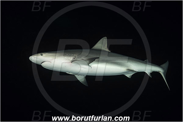 Tiger beach, Bahamas, Atlantic ocean, Carcharhinus perezii, Carcharhinus, Carcharhinidae, Elasmobranchii, Caribbean reef shark, Shark, Fish, Night