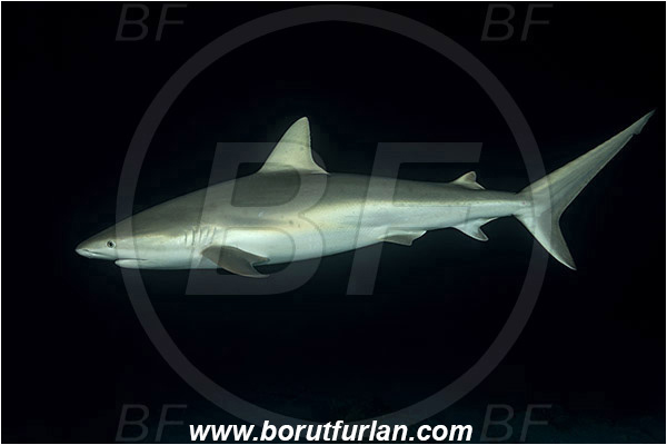 Tiger beach, Bahamas, Atlantic ocean, Carcharhinus perezii, Carcharhinus, Carcharhinidae, Elasmobranchii, Caribbean reef shark, Shark, Fish, Night