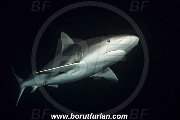 Tiger beach, Bahamas, Atlantic ocean, Carcharhinus perezii, Carcharhinus, Carcharhinidae, Elasmobranchii, Caribbean reef shark, Shark, Fish, Night