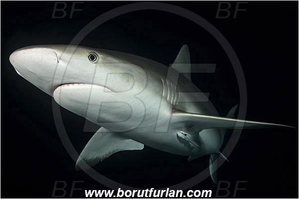 Tiger beach, Bahamas, Atlantic ocean, Carcharhinus perezii, Carcharhinus, Carcharhinidae, Elasmobranchii, Caribbean reef shark, Shark, Fish, Night