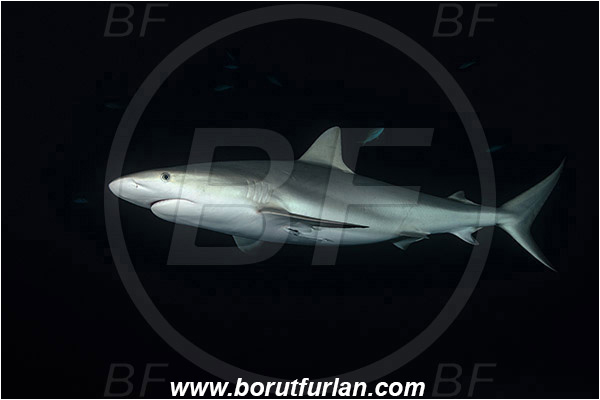 Tiger beach, Bahamas, Atlantic ocean, Carcharhinus perezii, Carcharhinus, Carcharhinidae, Elasmobranchii, Caribbean reef shark, Shark, Fish, Night