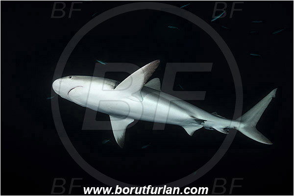 Tiger beach, Bahamas, Atlantic ocean, Carcharhinus perezii, Carcharhinus, Carcharhinidae, Elasmobranchii, Caribbean reef shark, Shark, Fish, Night