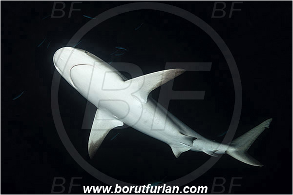 Tiger beach, Bahamas, Atlantic ocean, Carcharhinus perezii, Carcharhinus, Carcharhinidae, Elasmobranchii, Caribbean reef shark, Shark, Fish, Night