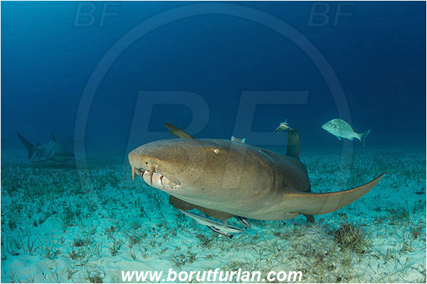 Bimini, Bahamas, Atlantic ocean, Ginglymostoma cirratum, Ginglymostoma, Ginglymostomatidae, Elasmobranchii, Nurse Shark, Shark, Echeneis naucrates, Echeneidae, Slender Suckerfish, Suckerfish, Fish, Sand