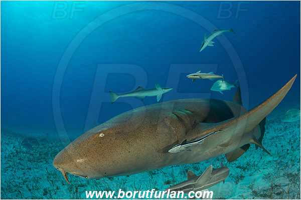 Bimini, Bahamas, Atlantic ocean, Ginglymostoma cirratum, Ginglymostoma, Ginglymostomatidae, Elasmobranchii, Nurse Shark, Shark, Echeneis naucrates, Echeneidae, Slender Suckerfish, Suckerfish, Fish, Sand