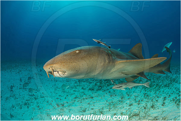 Bimini, Bahamas, Atlantic ocean, Ginglymostoma cirratum, Ginglymostoma, Ginglymostomatidae, Elasmobranchii, Nurse Shark, Shark, Echeneis naucrates, Echeneidae, Slender Suckerfish, Suckerfish, Fish, Sand