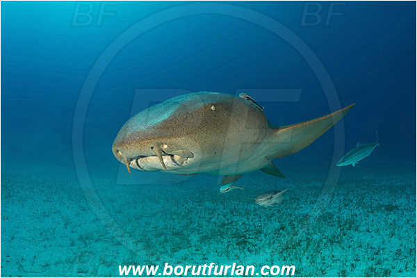 Bimini, Bahamas, Atlantic ocean, Ginglymostoma cirratum, Ginglymostoma, Ginglymostomatidae, Elasmobranchii, Nurse Shark, Shark, Echeneis naucrates, Echeneidae, Slender Suckerfish, Suckerfish, Fish, Sand, Portrait