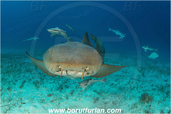 Bimini, Bahamas, Atlantic ocean, Ginglymostoma cirratum, Ginglymostoma, Ginglymostomatidae, Elasmobranchii, Nurse Shark, Shark, Echeneis naucrates, Echeneidae, Slender Suckerfish, Suckerfish, Fish, Sand, Portrait