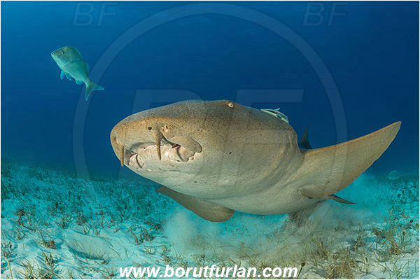 Bimini, Bahamas, Atlantic ocean, Ginglymostoma cirratum, Ginglymostoma, Ginglymostomatidae, Elasmobranchii, Nurse Shark, Shark, Fish, Sand