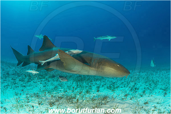 Bimini, Bahamas, Atlantic ocean, Ginglymostoma cirratum, Ginglymostoma, Ginglymostomatidae, Elasmobranchii, Nurse Shark, Shark, Echeneis naucrates, Echeneidae, Slender Suckerfish, Suckerfish, Fish, Sand