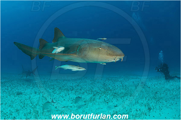 Bimini, Bahamas, Atlantic ocean, Ginglymostoma cirratum, Ginglymostoma, Ginglymostomatidae, Elasmobranchii, Nurse Shark, Shark, Echeneis naucrates, Echeneidae, Slender Suckerfish, Suckerfish, Fish, Sand, Diver, Underwater photographer