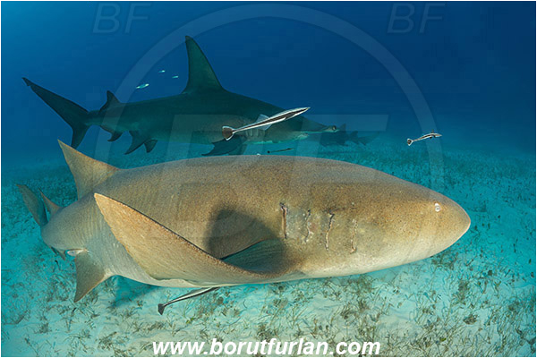Bimini, Bahamas, Atlantic ocean, Ginglymostoma cirratum, Ginglymostoma, Ginglymostomatidae, Elasmobranchii, Nurse Shark, Sphyrna mokarran, Sphyrna, Sphyrnidae, Great hammerhead, HammerheadShark, Fish, Sand