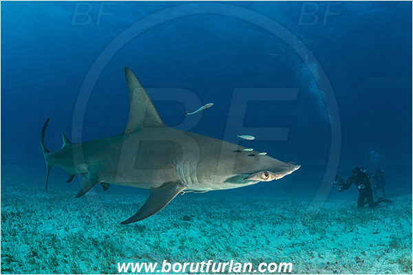 Bimini, Bahamas, Atlantic ocean, Sphyrna mokarran, Sphyrna, Sphyrnidae, Elasmobranchii, Great hammerhead, Hammerhead, Shark, Fish, Sand, Diver, Underwater photographer