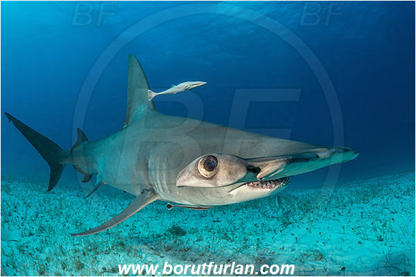Bimini, Bahamas, Atlantic ocean, Sphyrna mokarran, Sphyrna, Sphyrnidae, Elasmobranchii, Great hammerhead, Hammerhead, Shark, Echeneis naucrates, Echeneidae, Slender Suckerfish, Suckerfish, Fish, Sand