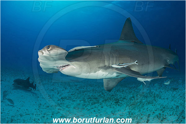 Bimini, Bahamas, Atlantic ocean, Sphyrna mokarran, Sphyrna, Sphyrnidae, Elasmobranchii, Great hammerhead, Hammerhead, Shark, Echeneis naucrates, Echeneidae, Slender Suckerfish, Suckerfish, Fish, Sand