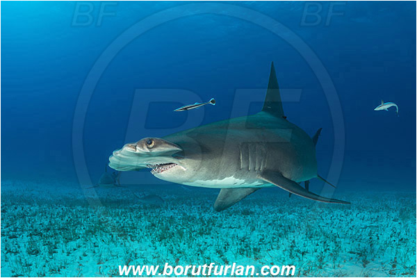 Bimini, Bahamas, Atlantic ocean, Sphyrna mokarran, Sphyrna, Sphyrnidae, Elasmobranchii, Great hammerhead, Hammerhead, Shark, Echeneis naucrates, Echeneidae, Slender Suckerfish, Suckerfish, Fish, Sand