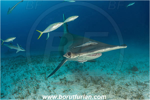 Bimini, Bahamas, Atlantic ocean, Sphyrna mokarran, Sphyrna, Sphyrnidae, Elasmobranchii, Great hammerhead, Hammerhead, Shark, Echeneis naucrates, Echeneidae, Slender Suckerfish, Suckerfish, Elagatis bipinnulata, Elagatis, Carangidae, Rainbow runner, Trevally, Jack, Fish, Sand