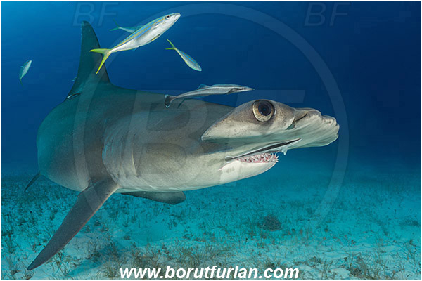 Bimini, Bahamas, Atlantic ocean, Sphyrna mokarran, Sphyrna, Sphyrnidae, Elasmobranchii, Great hammerhead, Hammerhead, Shark, Echeneis naucrates, Echeneidae, Slender Suckerfish, Suckerfish, Fish, Sand